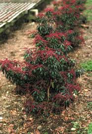 Image result for Pieris japonský obrázek