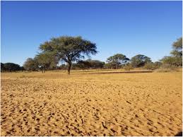 Image result for Aristida rhiniochloa