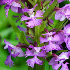 Image result for Platanthera psycodes