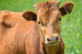 Cattle Horns Unwanted Lsb