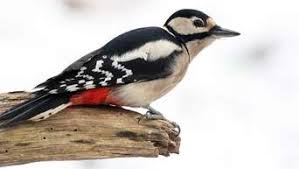 «jede meldung hilft uns dabei, einen besseren überblick über die winterliche vogelwelt im garten zu erhalten», sagte gerhard eppler, der landesvorsitzende des naturschutzbundes hessen (nabu), zum start der bundesweiten mitmachaktion «stunde der wintervögel». Die Stunde Der Wintervogel Jetzt Geht Es Ans Zahlen Bayern