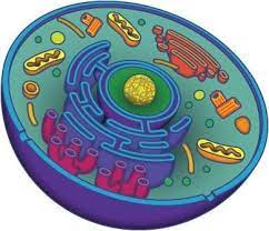 We did not find results for: Kahoot Play This Quiz Now Science Cells Cell Theory Animal Cell