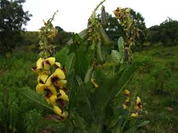 Image result for Crotalaria recta
