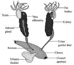 Explain Frog Male Reproductive System Qs Study