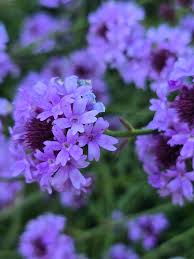 Image result for Nemesia lilacina