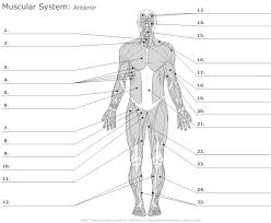 Learn Anterior Muscles By Alysenbeasley6 Memorize Com Remember And Understand Muscular System Anatomy Muscle Diagram