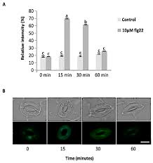 The (c) guard cells sit within the layer of epidermal cells (credit a: Ijms Free Full Text S Nitroso Proteome Revealed In Stomatal Guard Cell Response To Flg22 Html