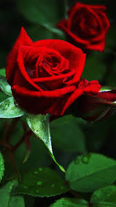 Download free image rose leaves. Red Rose Green Leaves Water Drops 1080x1920 Iphone 8 7 6 6s Plus Wallpaper Background Picture Image