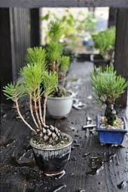 Tree seeds can be collected in your surroundings. Growing A Bonsai From A Seed