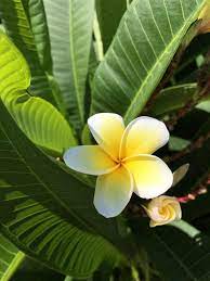 Finally I Didnt Kill Something Gardening Garden Diy Home Flowers Roses Nature Landscaping Horticulture Types Of Flowers Plants Tropical Plants