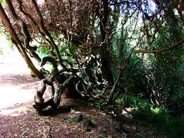 Image result for Entada stuhlmannii