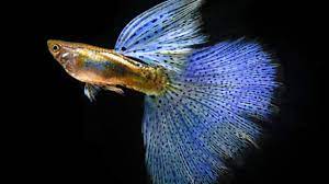 Ada 4 wadah yang harus disiapkan yaitu 2 untuk pemisahan induk, 1 untuk tempat pemijahan, dan 1 lagi untuk tempat penetasan. 6 Cara Budidaya Ikan Guppy Bagi Pemula Panduan Lengkap Ilmubudidaya Com