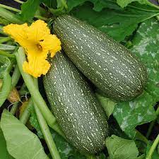 When to plant zucchini squash. Summer Squash Seeds Grey Zucchini Vegetable Seeds In Packets Bulk Eden Brothers