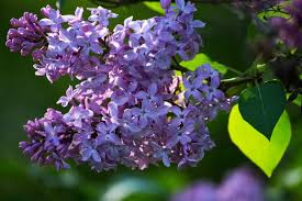 Miss kim lilac trees also enjoy neutral soils that have good. 5 Attractive Drought Tolerant Shrubs For Your Garden Birds And Blooms