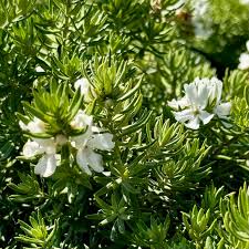 Image result for Rawsonia