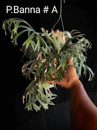 Image result for Platycerium