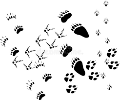 Tierspuren gratis / tierspuren spuren abdruck schnee sand spur winter fußspuren fußabdruck tierspur. Basic Animal Footprints Gray And White Seamless Pattern Stock Vector Illustration Of Gecko Icons 44094686
