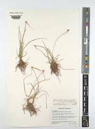 Image result for Kyllingiella microcephala