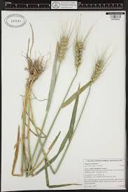 Image result for Tragus pedunculatus