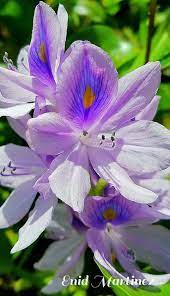 Flor De Jacinto De Agua Water Hyacinth Plants Bonsai