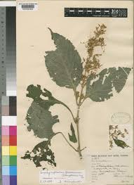 Image result for Brachystephanus