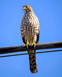 That is where i've learned most of my id knowledge. Help Confirming Id For This Hawk Juvenile Cooper S Sharp Shinned Northern Goshawk Whatsthisbird