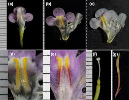 Image result for Linderniella gracilis