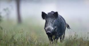 The wild boar has an extremely wide distribution with the number of. Wild Boars Wild Boars