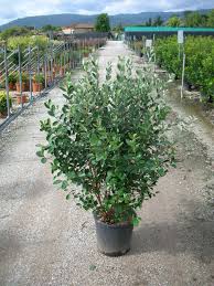 Image result for Feijoa sellowiana