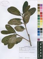 Image result for Ficus scassellatii
