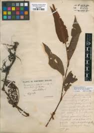 Image result for Persicaria madagascariensis