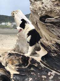 Browse thru border collie puppies for sale near portland, oregon, usa area listings on puppyfinder.com to find your perfect puppy. Bred For Brilliance Border Collies Oregon Bordoodles