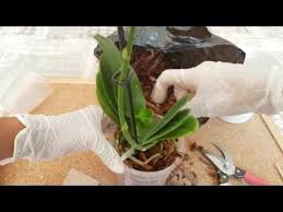 Orkide Cogaltma 2 Cicek Sapindan Uretme Klonlama Orchid Propagation By Cloning Produce Keiki Orkideler Bitki Cicek