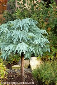 It will prefer a soil that drains freely and being allowed to dry down considerably between waterings. Buy Divinely Blue Weeping Deodar Cedar Tree Free Shipping For Sale Online From Wilson Bros Gardens