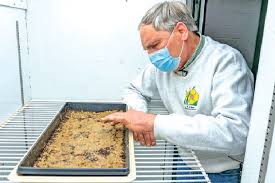 However, over time seeds lose their germinating power. Seeds Of A 142 Year Old Science Experiment Germinate Dtnext In