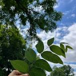 Identifying & Managing Invasive Plants in Your Woodland