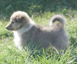 Saim's straßenhunde suchen ein zuhause. Rassehunde Sheltie Kleinanzeigen Rassehunde Sheltie Annoncen Rassehunde Sheltie Inserate Rassehunde Sheltie Anzeigenmarkt Rassehunde Sheltie Marktplatz