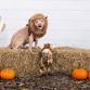 Humane Society Fall Fair