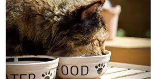 How much food do you put out per meal? What Should I Feed My Cat Wet Or Dry Food International Cat Care