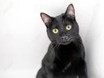 Domestic Shorthair - PetGuide
