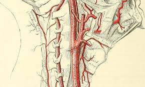 The ascending aorta supplies blood to the head, neck, and the arms. Arteries In The Neck The Carotid Arterial System Lecturio