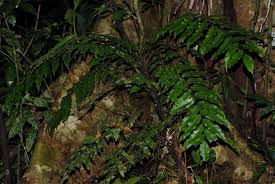 Image result for Lomariopsidaceae