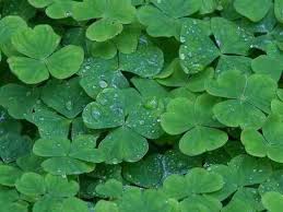 resultats google recherche d images correspondant a http pulse zecco com wp c st patricks day wallpaper irish irish clover