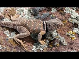 You can also use a cayenne pepper mixture around the perimeter of your garden, but make sure you respray every few days. How To Get Rid Of Lizards In Your House And Around The Yard Without Killing Them Pest Samurai
