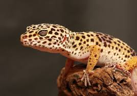 Für eine kleine wohnung wäre ein gecko. Terrarientiere Welches Tier Eignet Sich Fur Mich Deinetierwelt Magazin