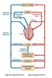 Does not form part of the actual practical class based upon the virtual slides. 7 3 Circulatory System Of A Mammal Mapa Mental