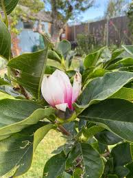 Image result for magnolia soulangeana