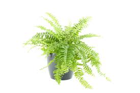 The boston fern is one of many ferns that is suitable for indoor use as a houseplant. Plant Care Boston Fern House Plants Flowers