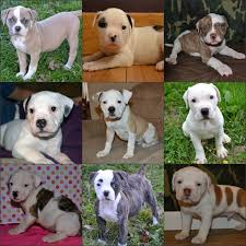 Scott types have a more level bite and are smaller. American Bulldog Puppy Information Bruiser Bulldogs