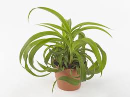 Image result for Chlorophytum hirsutum